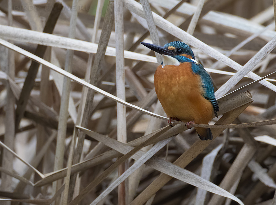 Зимородок голубой (Alcedo atthis)
Keywords: Зимородок голубой Alcedo atthis sochi2020