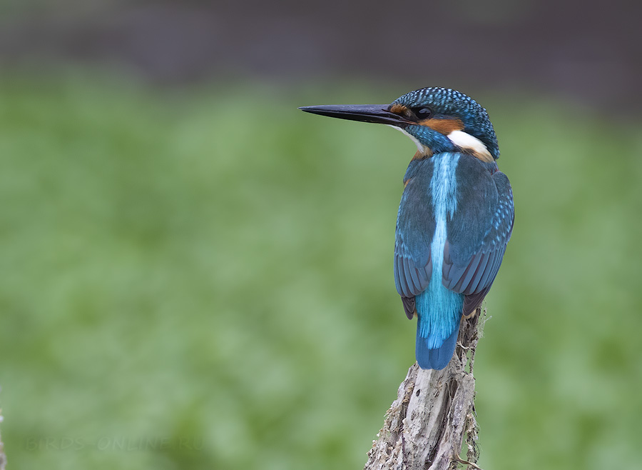 Зимородок голубой (Alcedo atthis)
Keywords: Зимородок голубой Alcedo atthis sochi2020