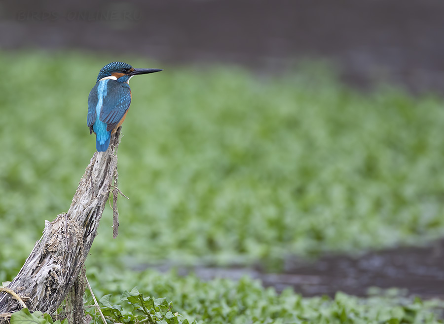 Зимородок голубой (Alcedo atthis)
Keywords: Зимородок голубой Alcedo atthis sochi2020