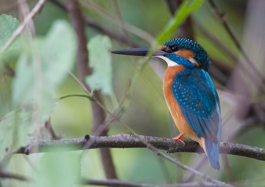 Зимородок голубой (Alcedo atthis)
Keywords: Зимородок голубой Alcedo atthis