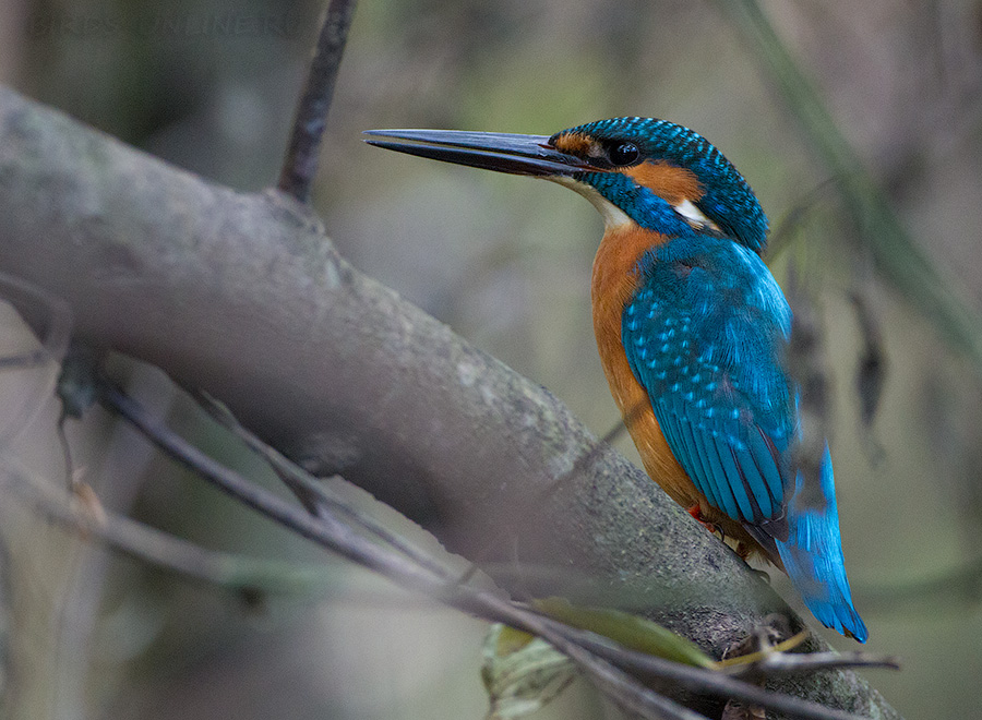 Зимородок обыкновенный (Alcedo atthis)
Keywords: Зимородок голубой Alcedo atthis