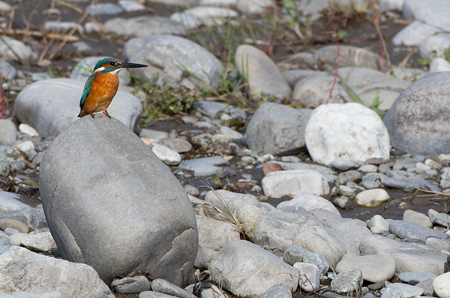 Зимородок обыкновенный (Alcedo atthis)
Keywords: Зимородок голубой Alcedo atthis