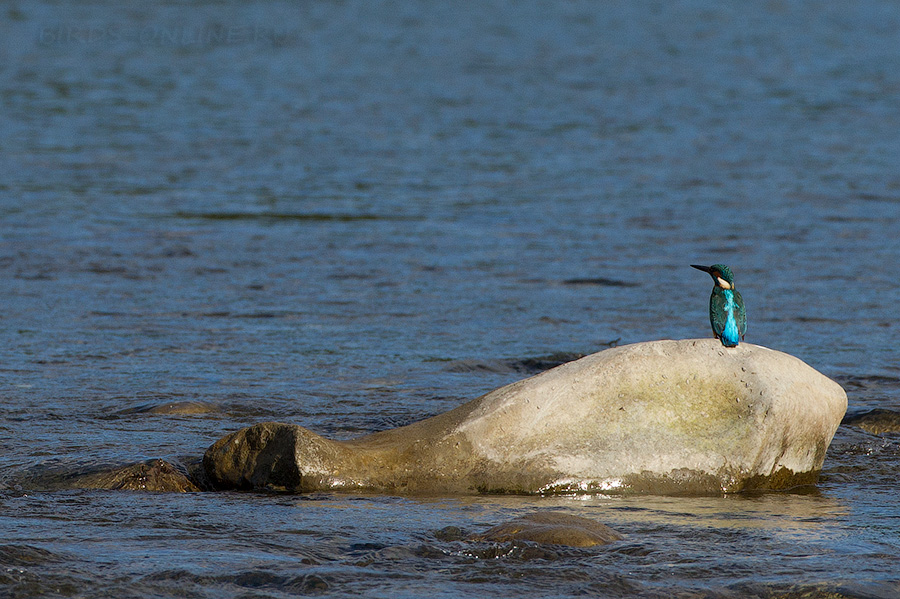 Зимородок обыкновенный (Alcedo atthis)
Keywords: Зимородок голубой Alcedo atthis