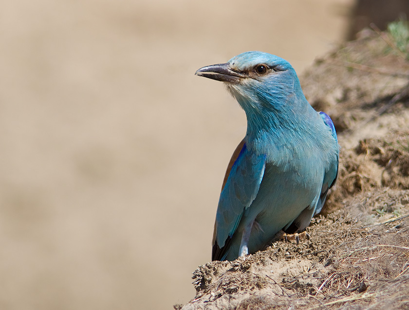 Сизоворонка (Coracias garrulus)
Keywords: Сизоворонка Coracias garrulus kz2010