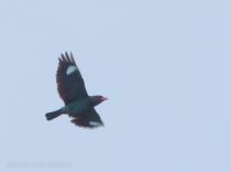 Широкорот обыкновенный Eurystomus orientalis primorye2016
Filename=8Z2A4748.jpg
Filesize=76KB
Dimensions=900x671
Date added=Feb 02, 2017 8Z2A4748.jpg