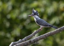 Большой пегий зимородок Megaceryle lugubris sakhalin2017
Filename=8Z2A7875.jpg
Filesize=167KB
Dimensions=900x641
Date added=Oct 24, 2017 8Z2A7875.jpg