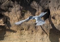 Большой пегий зимородок Megaceryle lugubris sakhalin2017
Filename=8Z2A7910.jpg
Filesize=448KB
Dimensions=900x628
Date added=Oct 24, 2017 8Z2A7910.jpg