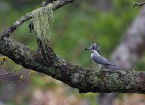 Большой пегий зимородок Megaceryle lugubris sakhalin2017
Filename=8Z2A9134.jpg
Filesize=214KB
Dimensions=900x652
Date added=Oct 24, 2017 8Z2A9134.jpg