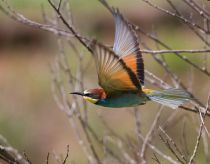 Щурка золотистая Merops apiaster
Filename=IMG_5813.jpg
Filesize=249KB
Dimensions=900x705
Date added=Jun 22, 2014 IMG_5813.jpg