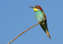 Щурка золотистая Merops apiaster
Filename=IMG_5925.jpg
Filesize=109KB
Dimensions=900x637
Date added=Jun 22, 2014 IMG_5925.jpg