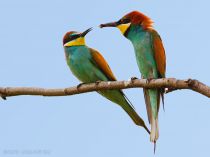 Щурка золотистая Merops apiaster
Filename=IMG_8500.jpg
Filesize=138KB
Dimensions=900x673
Date added=Jun 19, 2011 IMG_8500.jpg