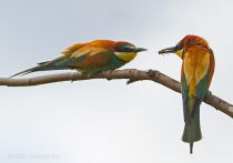 Щурка золотистая Merops apiaster
Filename=IMG_8520.jpg
Filesize=132KB
Dimensions=900x633
Date added=Jun 19, 2011 IMG_8520.jpg