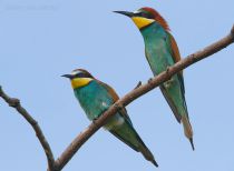 Щурка золотистая Merops apiaster
Filename=IMG_8674.jpg
Filesize=160KB
Dimensions=900x663
Date added=Jun 19, 2011 IMG_8674.jpg
