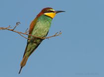 Щурка золотистая Merops apiaster
Filename=IMG_8765.jpg
Filesize=114KB
Dimensions=900x667
Date added=Jun 19, 2011 IMG_8765.jpg