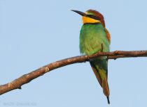 Щурка золотистая Merops apiaster
Filename=IMG_8876.jpg
Filesize=166KB
Dimensions=900x663
Date added=Jun 19, 2011 IMG_8876.jpg