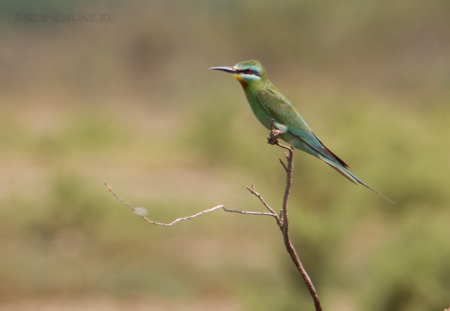 Щурка зеленая (Merops persicus)
Keywords: Щурка зеленая Merops persicus dagestan