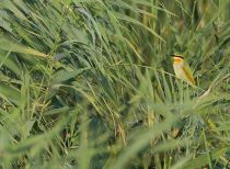 Щурка зеленая Merops persicus best armenia2013
Filename=IMG_1452.jpg
Filesize=411KB
Dimensions=900x660
Date added=Aug 30, 2013 IMG_1452.jpg