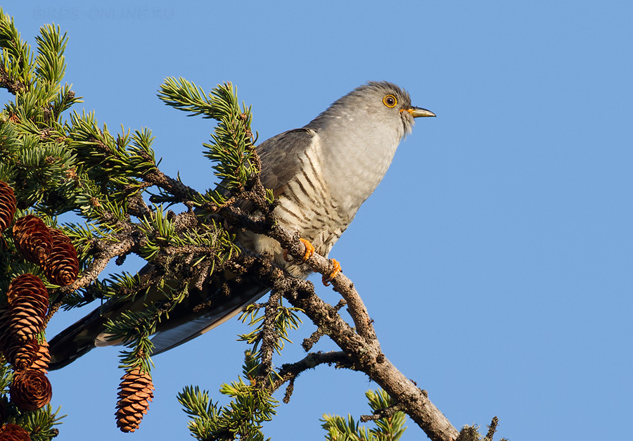 КукуШка глухая (Cuculus saturatus)
Keywords: КукуШка глухая Cuculus saturatus altay2012