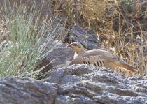 Кеклик Alectoris chukar armenia2013
Alectoris chukar kurdestanica R.Meinertzhagen, 1923
Filename=IMG_3619.jpg
Filesize=425KB
Dimensions=900x642
Date added=Sep 15, 2013 IMG_3619.jpg