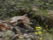 Кеклик Alectoris chukar kz2010
Alectoris chukar falki Hartert, 1917
Filename=IMG_5932.jpg
Filesize=182KB
Dimensions=800x595
Date added=Jun 01, 2010 IMG_5932.jpg