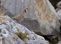 Кеклик Alectoris chukar kchr2014
Alectoris chukar kurdestanica R.Meinertzhagen, 1923
Filename=IMG_9622.jpg
Filesize=294KB
Dimensions=900x655
Date added=May 18, 2014 IMG_9622.jpg