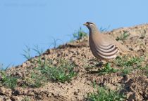 Пустынная куропатка Ammoperdix griseogularis uz2019
Filename=8Z2A9227.jpg
Filesize=289KB
Dimensions=900x621
Date added=Apr 27, 2019 8Z2A9227.jpg