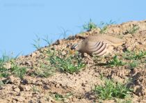 Пустынная куропатка Ammoperdix griseogularis uz2019
Filename=8Z2A9230.jpg
Filesize=349KB
Dimensions=900x637
Date added=Apr 27, 2019 8Z2A9230.jpg