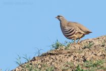 Пустынная куропатка Ammoperdix griseogularis uz2019
Filename=8Z2A9241.jpg
Filesize=245KB
Dimensions=900x606
Date added=Apr 27, 2019 8Z2A9241.jpg