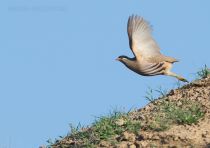 Пустынная куропатка Ammoperdix griseogularis uz2019
Filename=8Z2A9242.jpg
Filesize=174KB
Dimensions=900x637
Date added=Apr 27, 2019 8Z2A9242.jpg