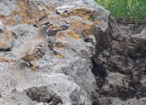 Пустынная куропатка Ammoperdix griseogularis uz2019
Filename=8Z2A9651.jpg
Filesize=374KB
Dimensions=900x653
Date added=Apr 27, 2019 8Z2A9651.jpg