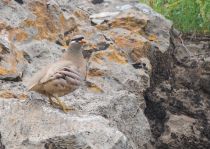 Пустынная куропатка Ammoperdix griseogularis uz2019
Filename=8Z2A9665.jpg
Filesize=347KB
Dimensions=900x641
Date added=Apr 27, 2019 8Z2A9665.jpg