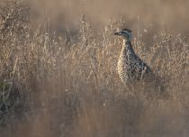 Турач Francolinus francolinus azer2017 best
Filename=8Z2A0404.jpg
Filesize=295KB
Dimensions=900x655
Date added=Mar 04, 2017 8Z2A0404.jpg
