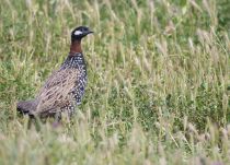 Турач Francolinus francolinus azer2018
Filename=8Z2A3443.jpg
Filesize=340KB
Dimensions=900x650
Date added=Aug 25, 2018 8Z2A3443.jpg