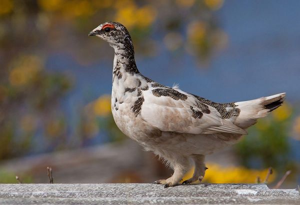 Куропатка тундряная (Lagopus mutus)