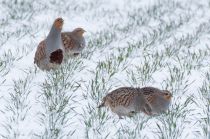 Куропатка серая Perdix perdix
Filename=8Z2A7034.jpg
Filesize=255KB
Dimensions=900x598
Date added=Feb 28, 2019 8Z2A7034.jpg