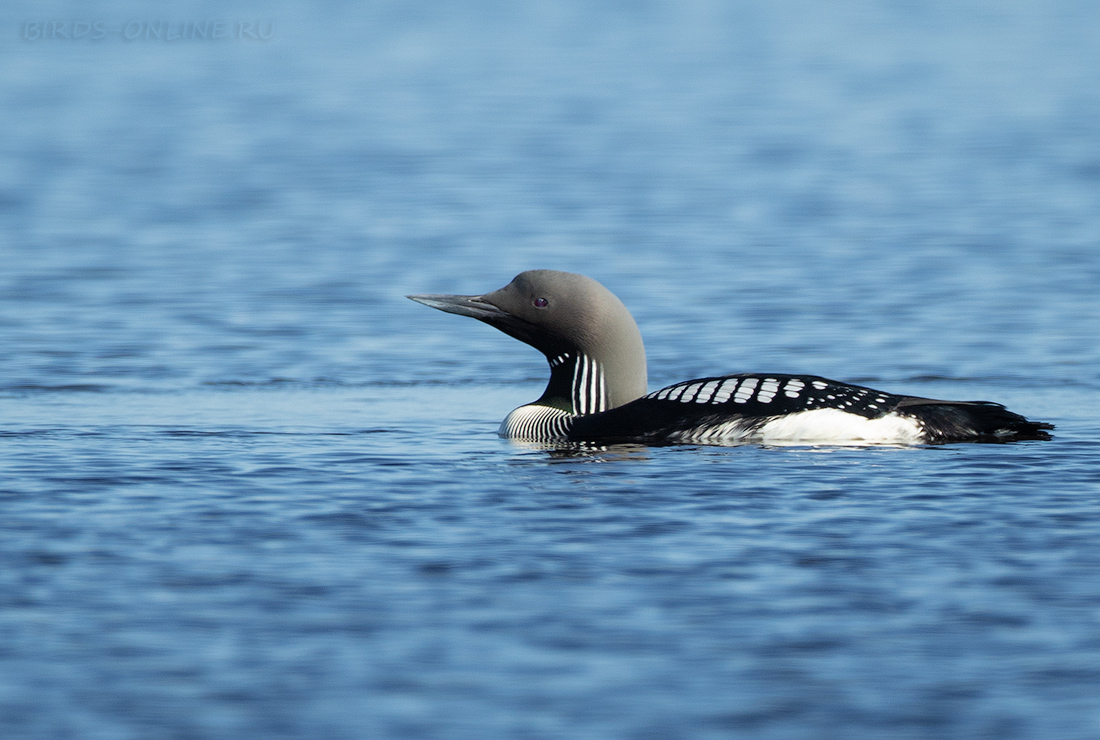 Гагара чернозобая Gavia arctica chukotka2020
 
 Click to view full size image