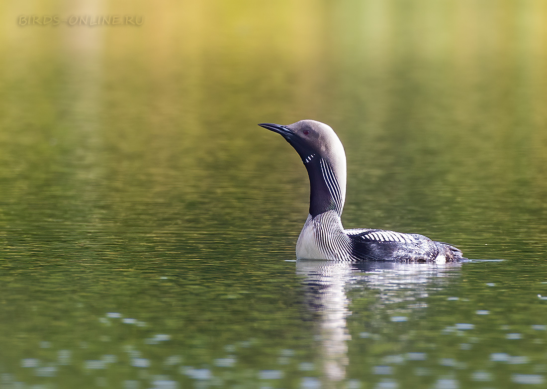 Гагара чернозобая (Gavia arctica)
 
 Click to view full size image