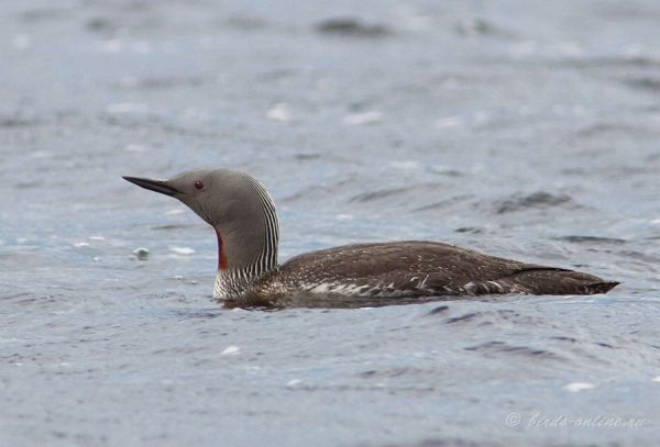 Гагара краснозобая (Gavia stellata)