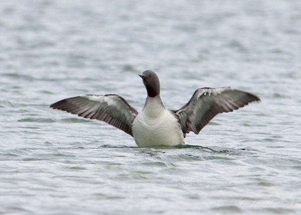 Гагара краснозобая (Gavia stellata)