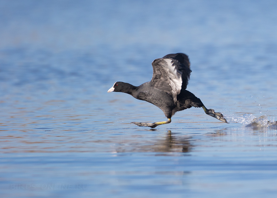 Лысуха (Fulica atra)
Keywords: Лысуха Fulica atra