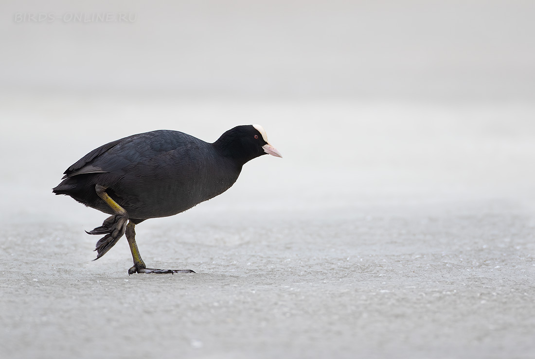 Лысуха Fulica atra
 
 Click to view full size image