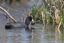 Лысуха Fulica atra
Filename=8Z2A0263.jpg
Filesize=252KB
Dimensions=900x602
Date added=Apr 28, 2019 8Z2A0263.jpg