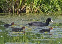 Лысуха Fulica atra
Filename=8Z2A0870.jpg
Filesize=350KB
Dimensions=900x643
Date added=Jun 01, 2019 8Z2A0870.jpg