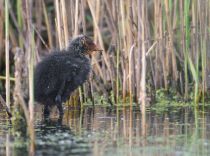Лысуха Fulica atra
Filename=8Z2A0916.jpg
Filesize=280KB
Dimensions=900x669
Date added=Jun 01, 2019 8Z2A0916.jpg