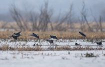 Лысуха Fulica atra
Filename=8Z2A1815.jpg
Filesize=154KB
Dimensions=900x576
Date added=Apr 08, 2017 8Z2A1815.jpg