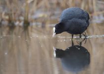 Лысуха Fulica atra
Filename=8Z2A1903.jpg
Filesize=140KB
Dimensions=900x649
Date added=Apr 08, 2017 8Z2A1903.jpg