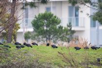Лысуха Fulica atra sochi2019
Filename=8Z2A6412.jpg
Filesize=343KB
Dimensions=900x600
Date added=Jan 08, 2019 8Z2A6412.jpg
