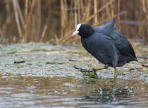 Лысуха Fulica atra
Filename=8Z2A6783.jpg
Filesize=270KB
Dimensions=900x659
Date added=Feb 28, 2019 8Z2A6783.jpg