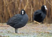 Лысуха Fulica atra
Filename=8Z2A6806.jpg
Filesize=242KB
Dimensions=900x644
Date added=Feb 28, 2019 8Z2A6806.jpg