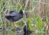 Лысуха Fulica atra
Filename=IMG_1145.jpg
Filesize=368KB
Dimensions=900x643
Date added=Jun 23, 2013 IMG_1145.jpg
